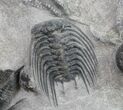 Spectacular Trilobite & Starfish Associated #11898-1